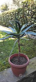 Aloe Arborescens in fiore 