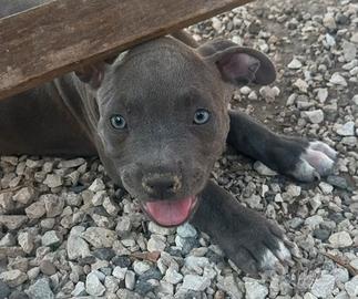 Cuccioli di Pitbull blue nose occhi azzurri