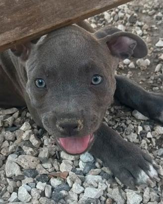 Cuccioli di Pitbull blue nose occhi azzurri