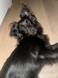 Cagnolina taglia piccola