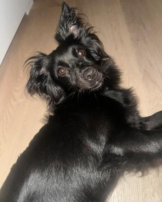 Cagnolina taglia piccola