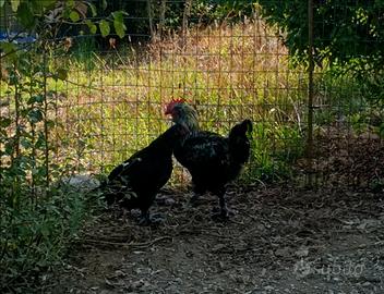 Coppia di Marans, gallo e gallina