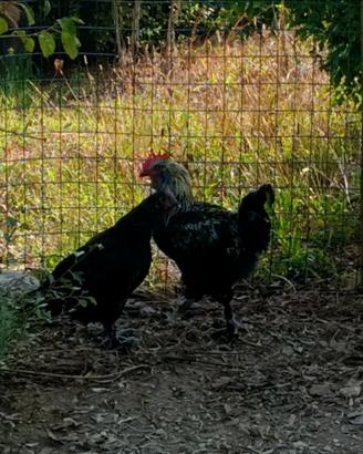 Coppia di Marans, gallo e gallina