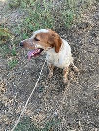 Setter inglese cane