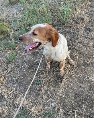 Setter inglese cane