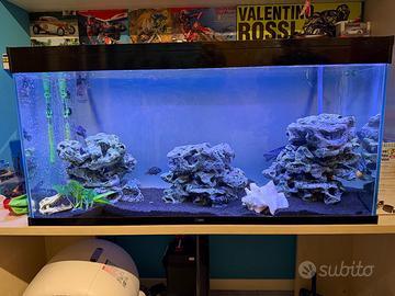 Acquario acqua dolce con pesci Ciclidi