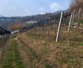 Terreno agricolo con baito e bosco