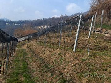 Terreno agricolo con baito e bosco