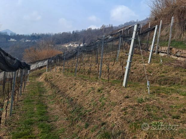 Terreno agricolo con baito e bosco