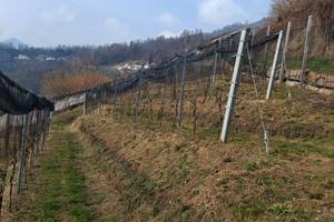Terreno agricolo con baito e bosco