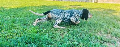 Setter cucciolo