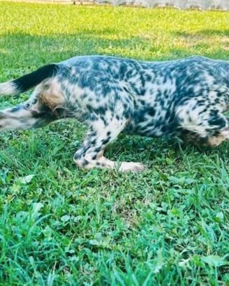 Setter cucciolo