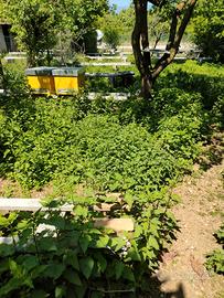 Terreno per Apicoltura