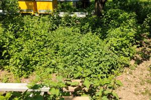 Terreno per Apicoltura