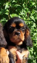 Cavalier King Charles Spaniel black and tan o ruby