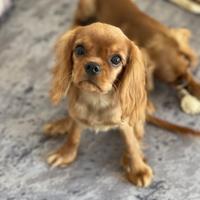 Cavalier king charles spaniel