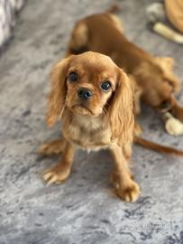 Cavalier king charles spaniel