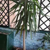 Pianta Tronchetto della Felicità Yucca elephantipe