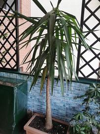 Pianta Tronchetto della Felicità Yucca elephantipe