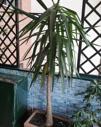 Pianta Tronchetto della Felicità Yucca elephantipe