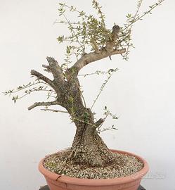 Pre Bonsai Olivastro Ulivo Selvatico prebonsai