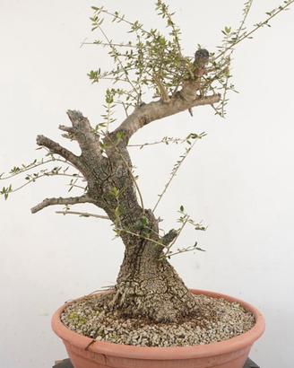 Pre Bonsai Olivastro Ulivo Selvatico prebonsai