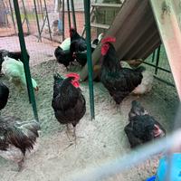 Jersey Giant nero blu e bianco