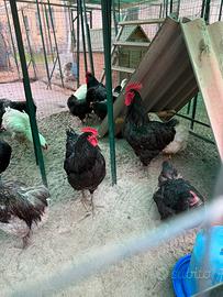 Jersey Giant nero blu e bianco