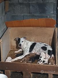 cuccioli di Pitbull 