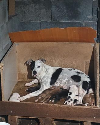 cuccioli di Pitbull 