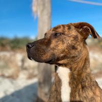 Cucciola mix pitbull
