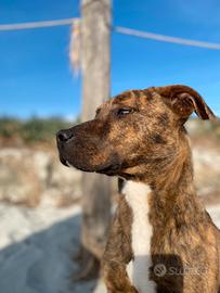 Cucciola mix pitbull