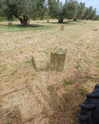 Balle di fieno da 25/30 kg