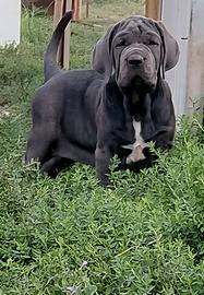 mastino napoletano 