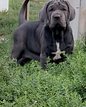 mastino napoletano 