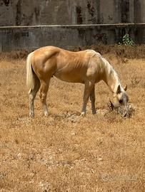 Puledro palomino Quarter