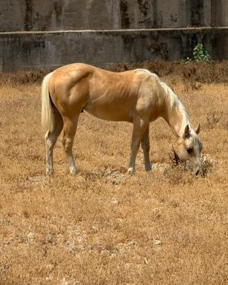 Puledro palomino Quarter
