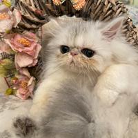 Cucciolo gatto persiano chinchilla