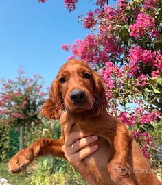 Cuccioli Setter Irlandese - linea da lavoro