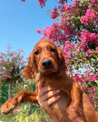 Cuccioli Setter Irlandese - linea da lavoro