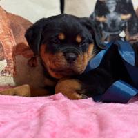 Rottweiler femmina con pedigree enci