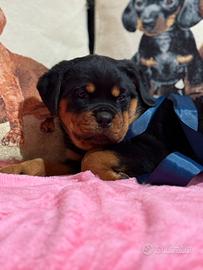 Rottweiler femmina con pedigree enci