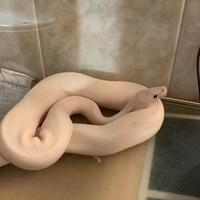 Pitone reale Leucistici Occhi Blu