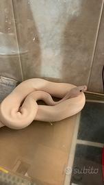 Pitone reale Leucistici Occhi Blu