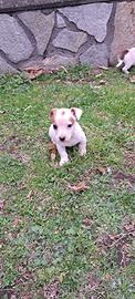 Cucciolo di jack Russel maschio