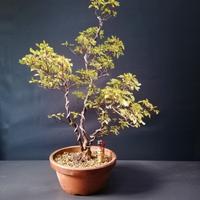 bonsai azalea satsuki 