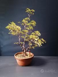 bonsai azalea satsuki 