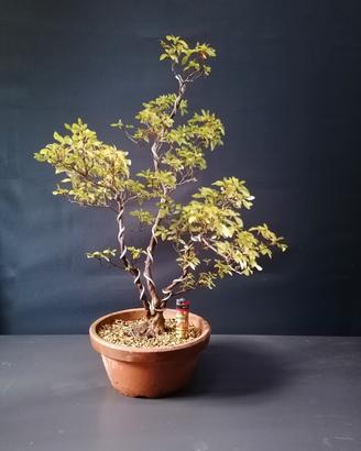 bonsai azalea satsuki 