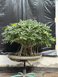 Bonsai Schefflera Arboricola