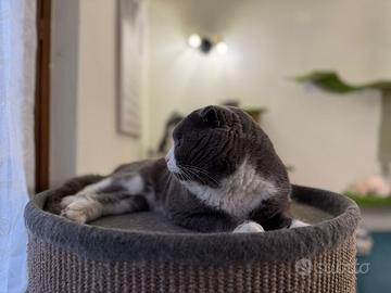 Accoppiamento British Shorthair